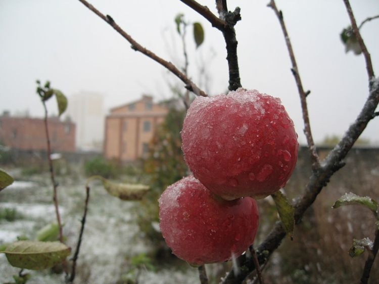 ������ ����