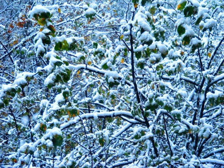 ������ ����