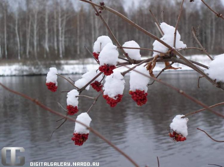 ������ ����