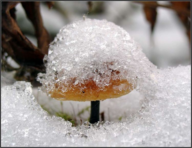 ������ ����