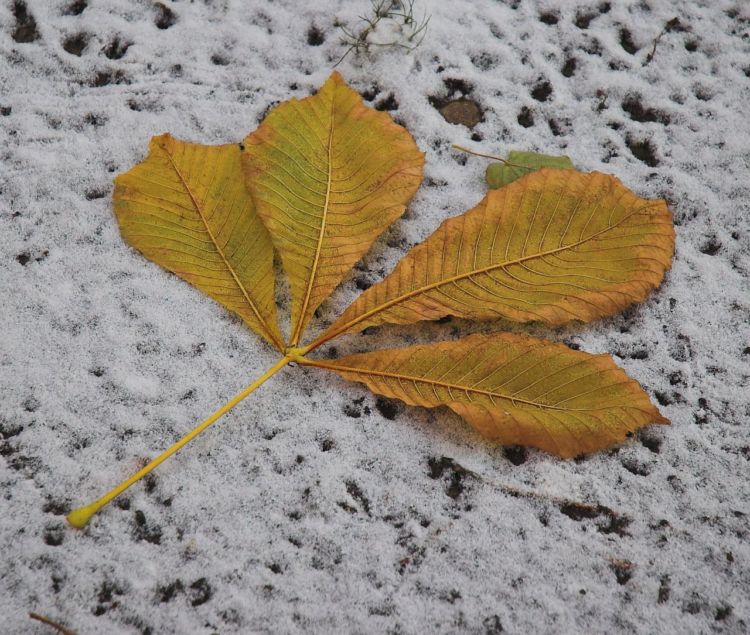 ������ ����