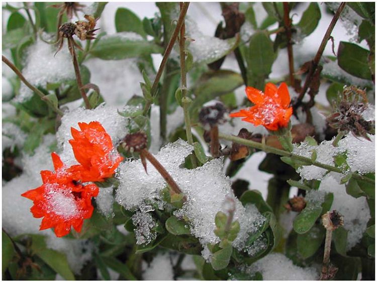 ������ ����