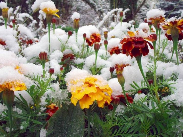 ������ ����