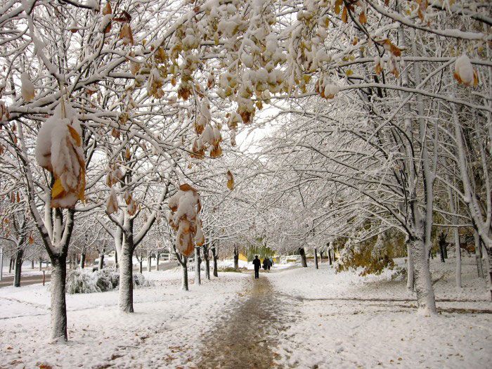 ������ ����