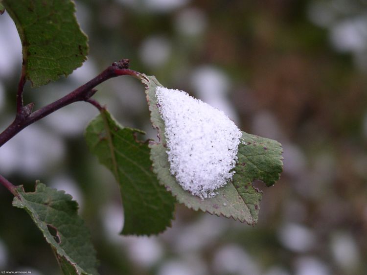 ������ ����