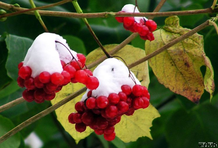 ������ ����