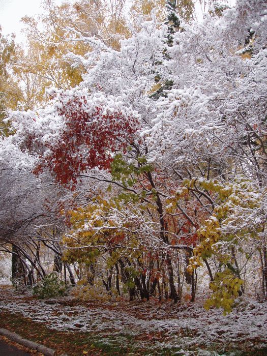 ������ ����