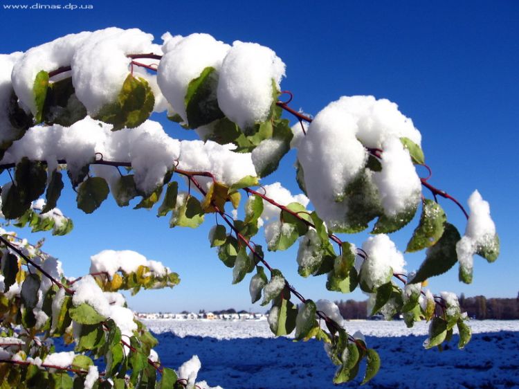 ������ ����