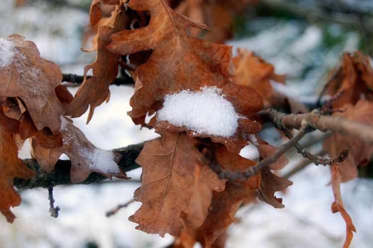 ������ ����