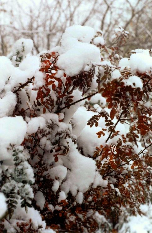 ������ ����