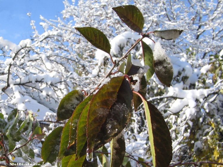 ������ ����