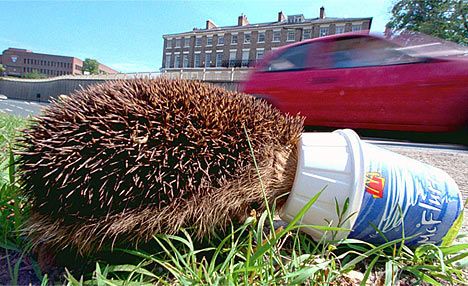 ������ �����