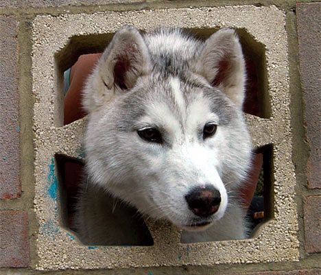 ������ �����