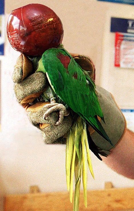 ������ �����