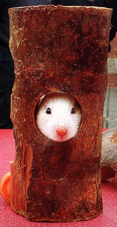 ������ �����