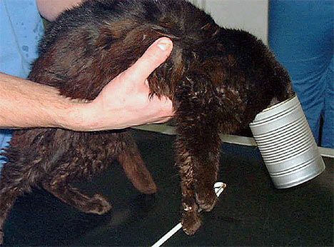 ������ �����