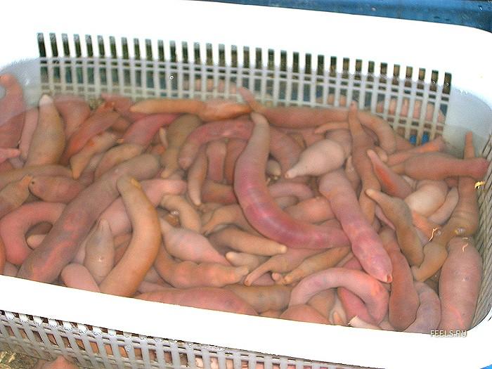 ������������ ���