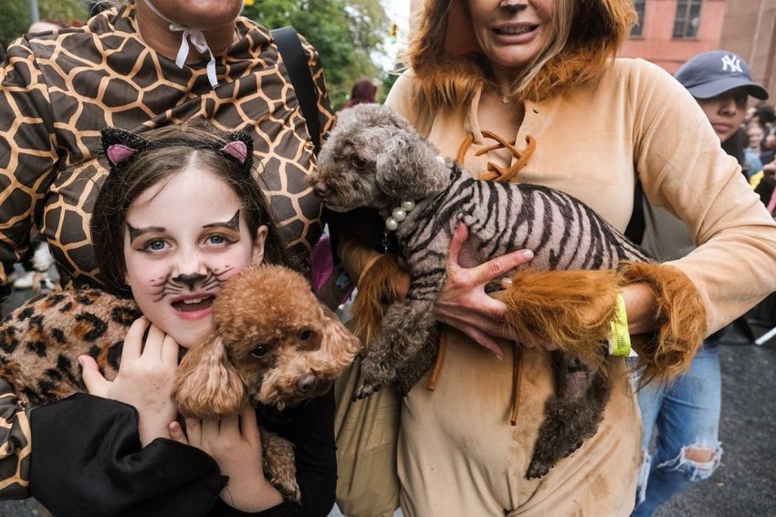 Парада собак на Хэллоуин в Нью-Йорке