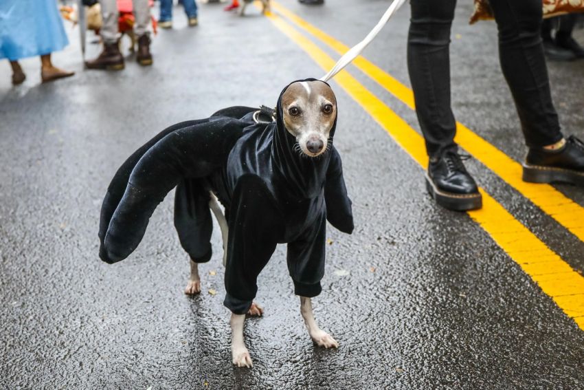 Парада собак на Хэллоуин в Нью-Йорке