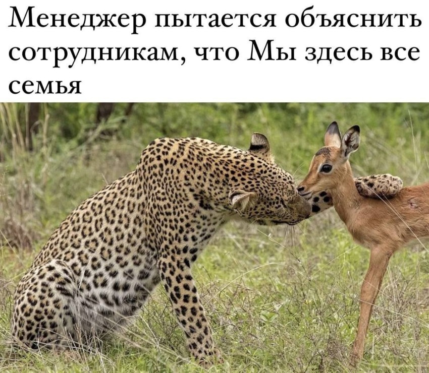 vtv