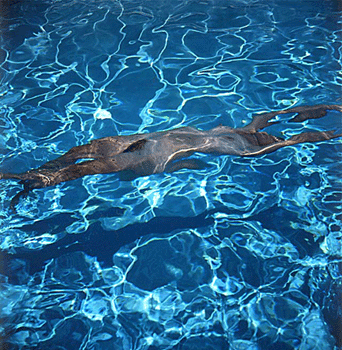 3d ��������