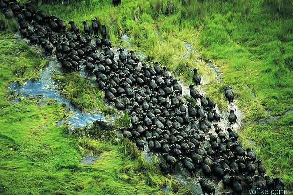 Африка с высоты птичего полета