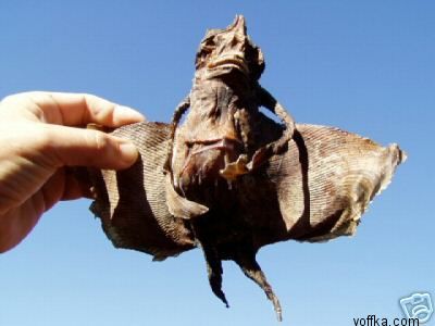 Подводные уродцы