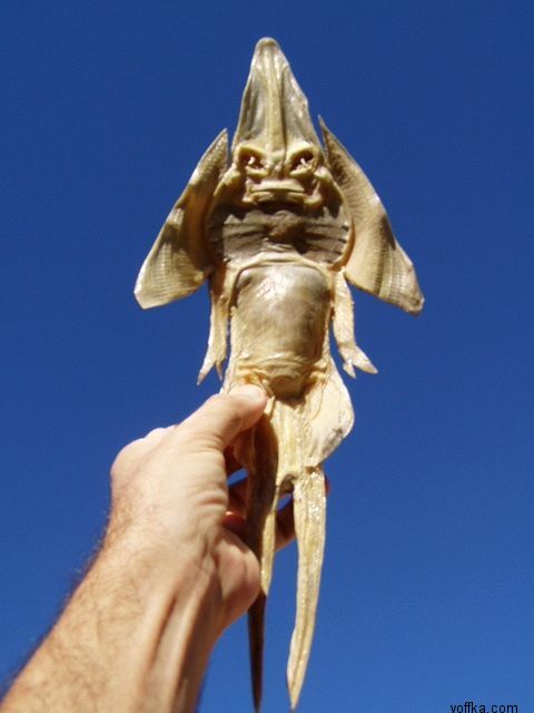 Подводные уродцы