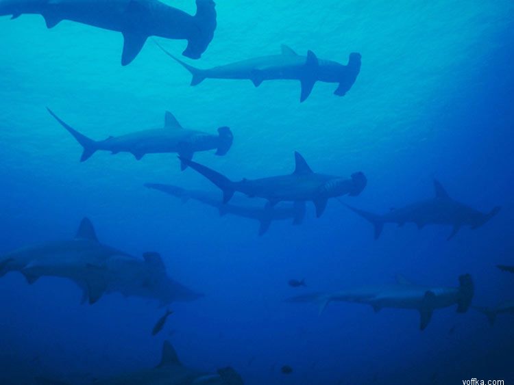 ����� ��� �����