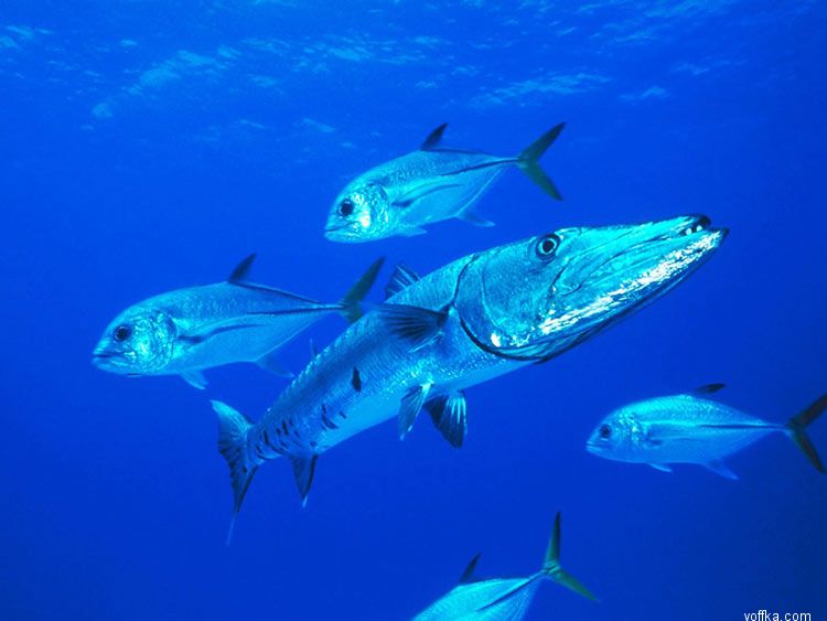 ����� ��� �����