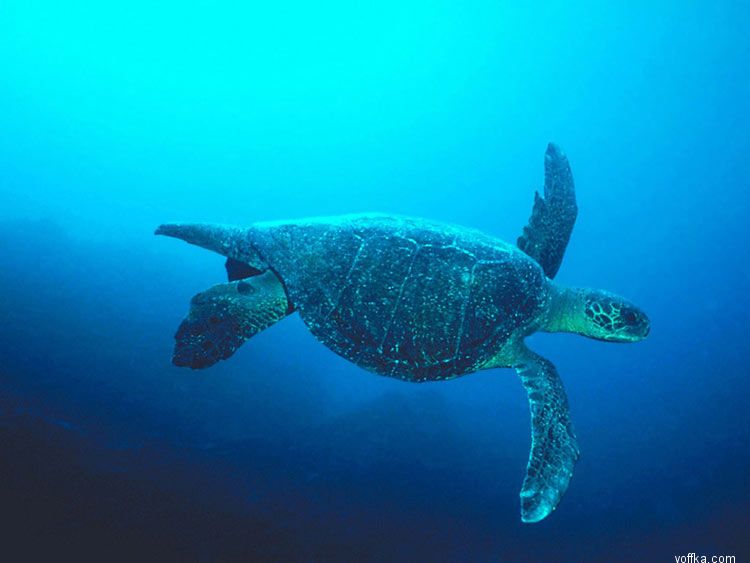 ����� ��� �����