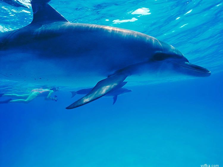 ����� ��� �����