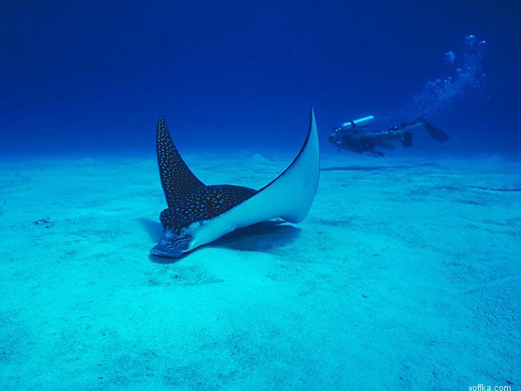 ����� ��� �����