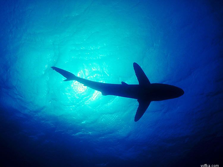 ����� ��� �����