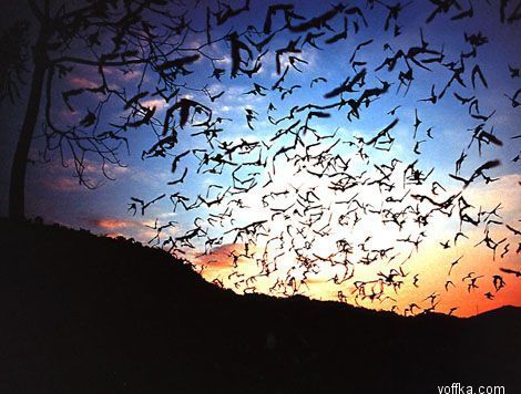 ������� ����