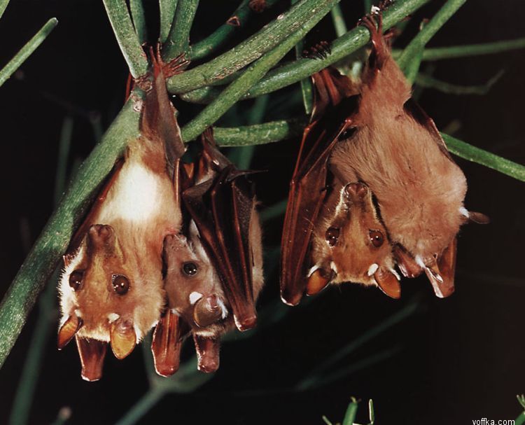 ������� ����