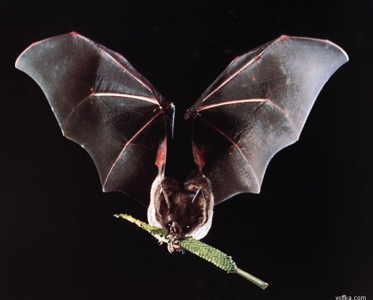 ������� ����