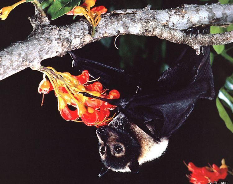 ������� ����