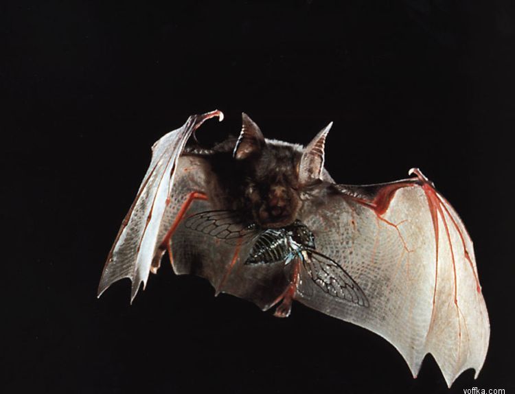 ������� ����