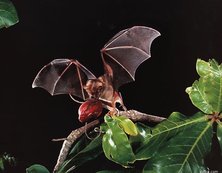 ������� ����