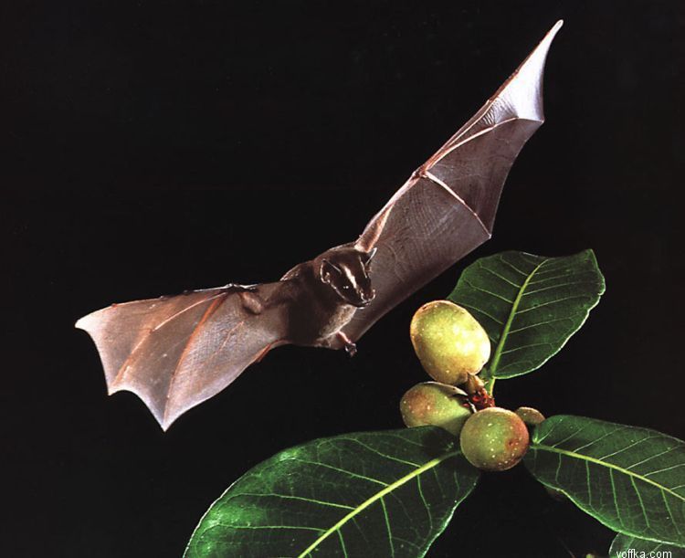 ������� ����