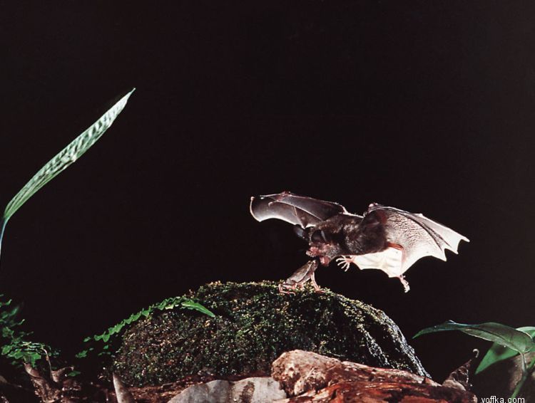 ������� ����