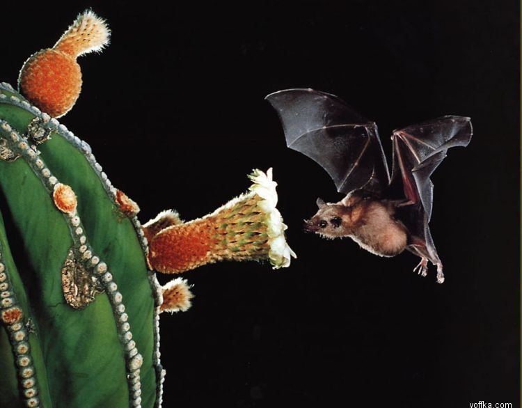 ������� ����