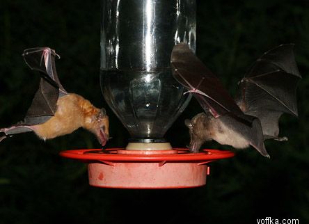 ������� ����