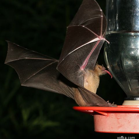 ������� ����