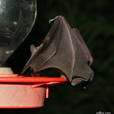 ������� ����