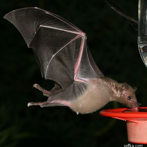 ������� ����