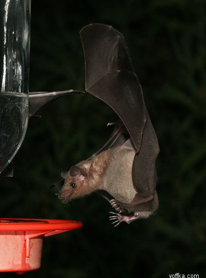 ������� ����