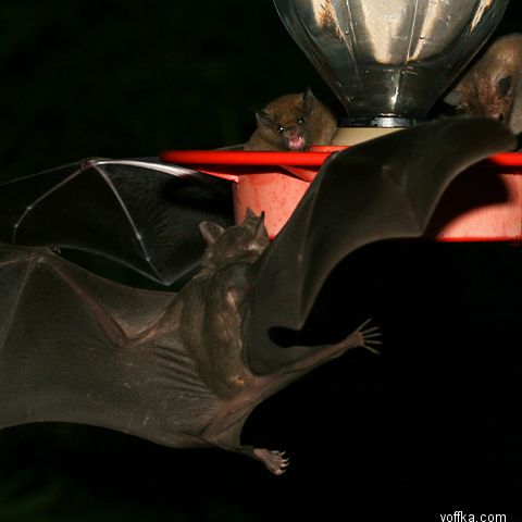 ������� ����