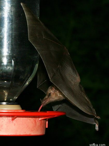 ������� ����